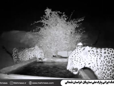 پلنگ ایرانی بار دیگر در ساریگل خودنمایی کرد + فیلم