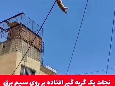 نجات گربه در سقز + فیلم