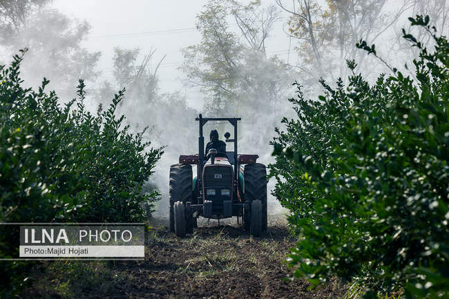 برداشت نارنگی از باغات هاشم‌آباد گرگان