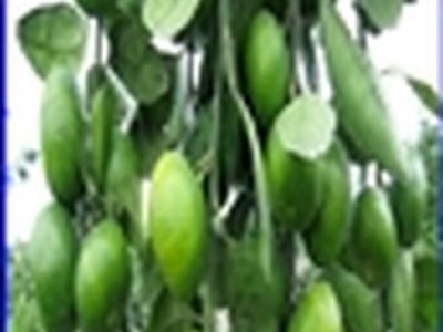 آغاز برداشت ارقام نارنگی انشوی زودرس در سطح باغات مرکبات مازندران