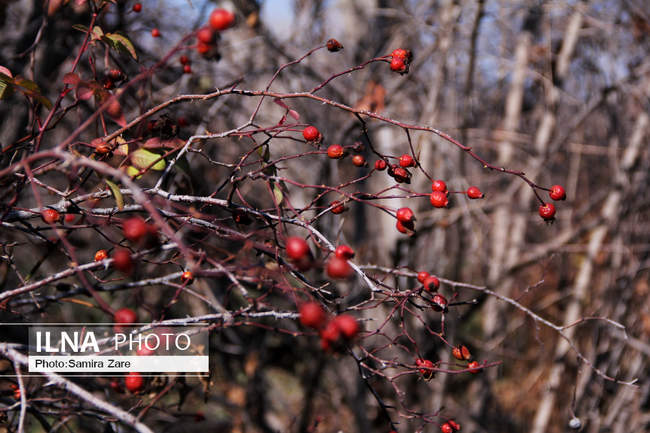 باغات قصردشت - شیراز