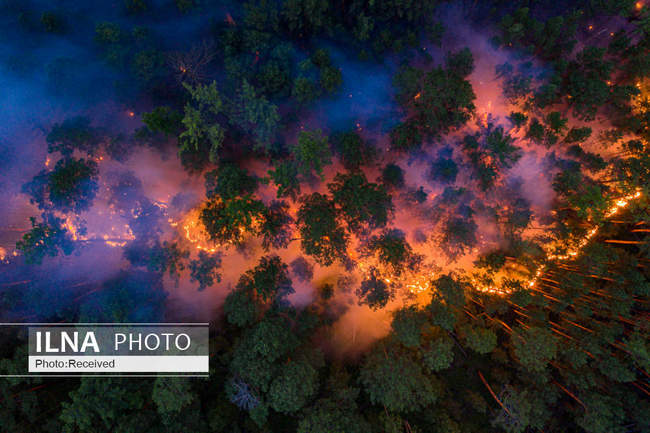 جنگل های سیبری گرفتار آتش