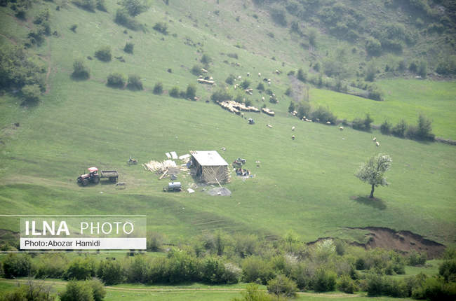 شکوفه های بهاری /  رودبار گیلان