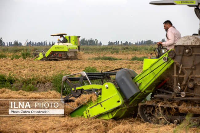 دشت ناز بزرگترین واحد کشت و صنعت مدرن در شمال کشور 