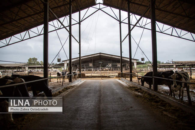 بزرگترین واحد پرورش گاو شیری شمال کشور