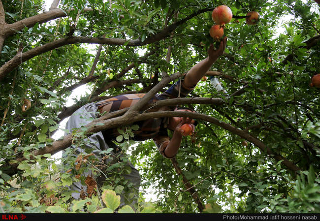 برداشت یاقوت های سرخ از باغات هورامان