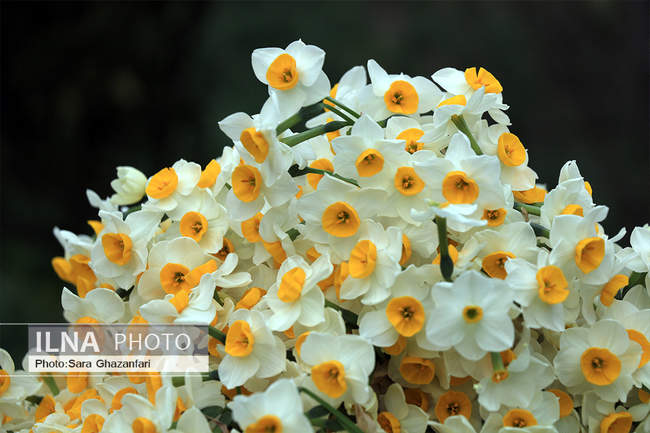 برداشت گل نرگس در شهرستان جویبار