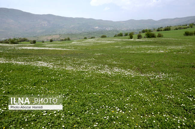 شکوفه های بهاری /  رودبار گیلان