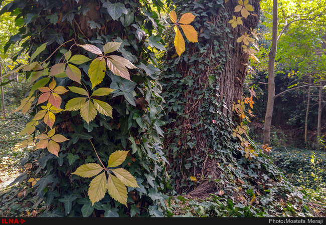 گزارش اختصاصی ایلنا از پاییز در باغ بوتانیکال تفلیس