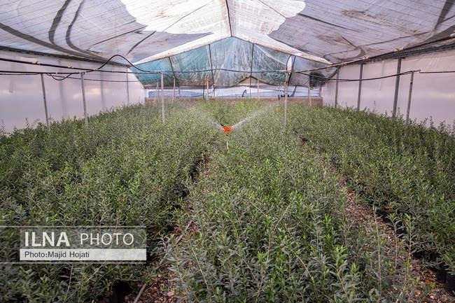 اشتغال زنان سرپرست خانواردر باغ زیتون حاجیکلاته