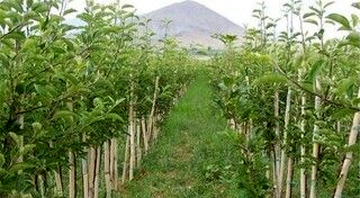بیش از ۴ میلیون نهال در گلستان تولید شد