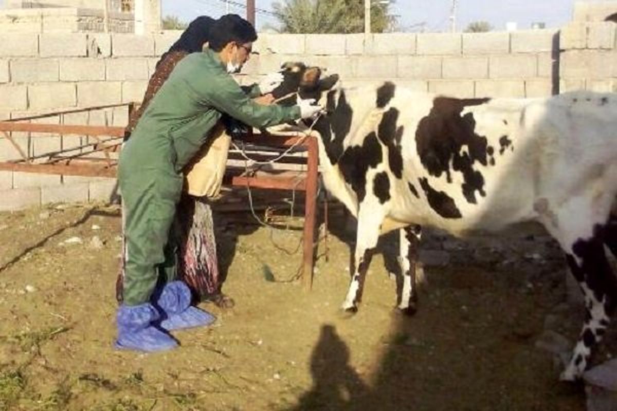 واکسیناسیون رایگان سراسری علیه جمعیت دام سنگین خوزستان آغاز شد