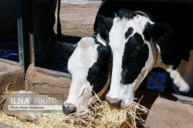 تولید در مسیر پیشرفت مناطق محروم
