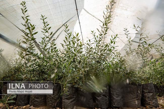 اشتغال زنان سرپرست خانواردر باغ زیتون حاجیکلاته