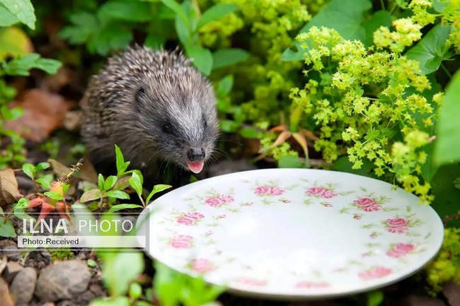 هفته‌ای در دنیای حیات‌وحش