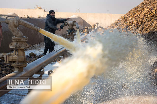 تولید شکر از چغندر قند 