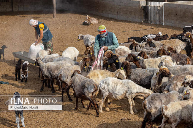 مزرعه دامپروری چپرقویمه، در مسیر محرومیت زدایی
