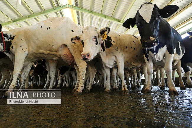 امنیت غذایی کشور از طریق دام و طیور