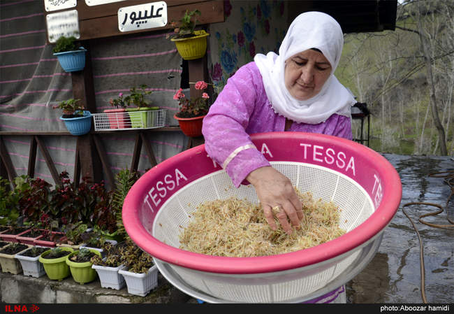 سمنو پزان در روستای اسطلخ جان رودبار- گیلان‎