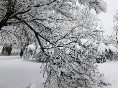 مرگ یک کارگر بر اثر شکسته شدن شاخه درخت در برف و کولاک