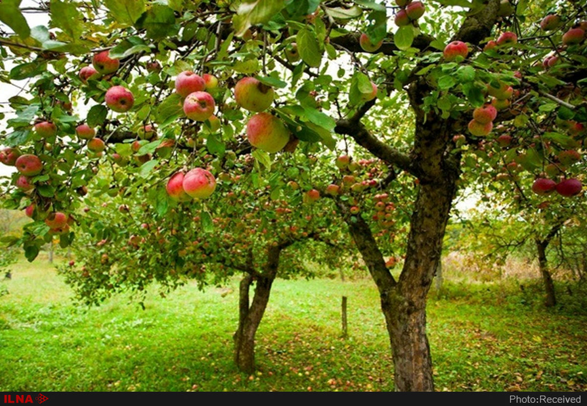 قیمت سیب صنعتی ۸۰۰ تومان تعیین شد/ جمع‌آوری مازاد سیب صنعتی برای انتقال مستقیم به کارخانه‌ها