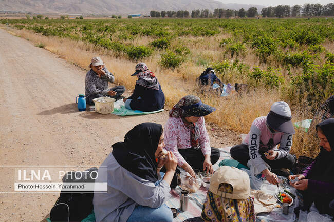 گل محمدی