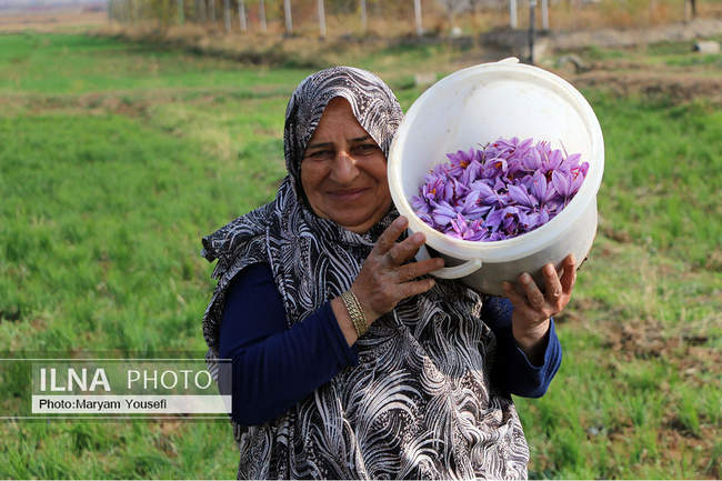 برداشت زعفران در بُناب (مَرَند)