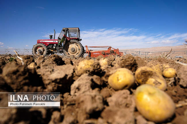 اشتغالزایی در مزارع کشاورزی سیب زمینی فیروزکوه