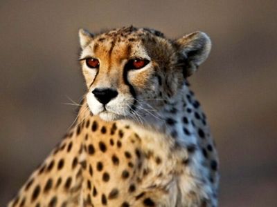 «ایران» برای تشخیص بارداری احتمالی ۵۰ روز دیگر سونوگرافی می‌شود