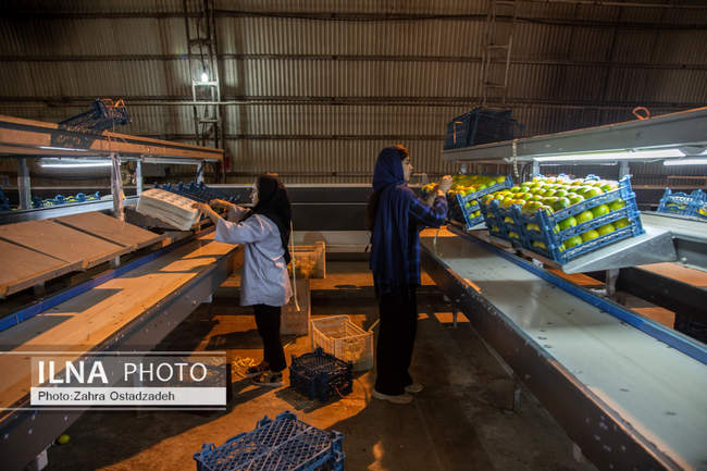 دشت ناز بزرگترین واحد کشت و صنعت مدرن در شمال کشور 