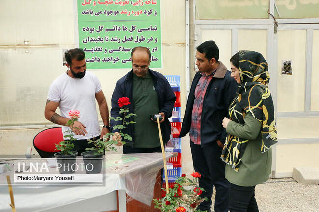 دهکده رزهای هلندی در صوفیان 