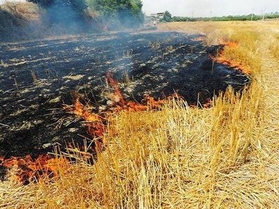 سوزاندن بقایای گیاهی مزارع پس از برداشت ممنوع است 