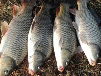 دلیل تلفات گونه مهاجم ماهی کاراس در تالاب نئور اعلام شد