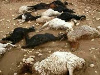 تلف شدن ۱۶۰ راس دام بر اثر سیل در خرانق