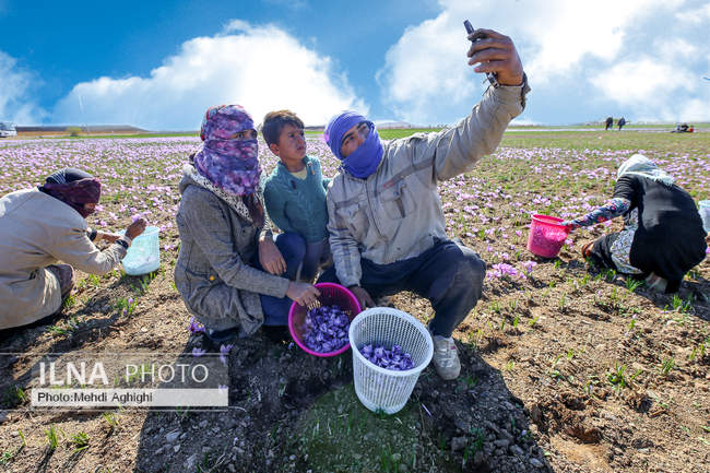 برداشت زعفران در تربت حیدریه