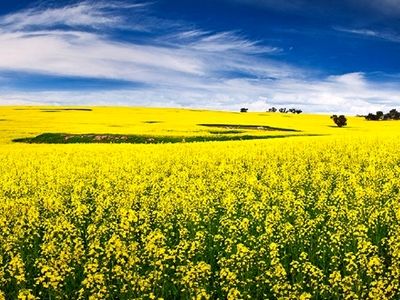 تسویه مطالبات کشاورزان تولید کننده دانه‌های روغنی در استان مرکزی 