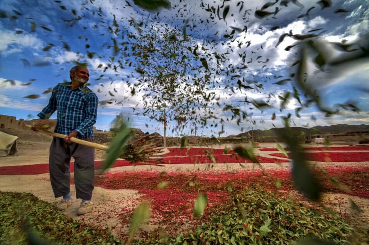 پرداخت بیش از ۲۲۲ میلیارد تومان تسهیلات در بخش کشاورزی/ فراهم آوری زمینه اشتغال برای بیش از ۱۳۵۶ نفر
