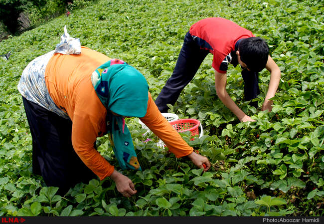 برداشت توت فرنگی در روستای سی دشت رودبار گیلان