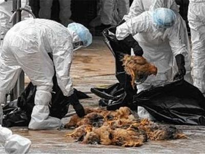 پیشگیری و مدیریت آنفلوانزای پرندگان موضوعی فرابخشی است/ هیچگونه نگرانی در استان نداریم
