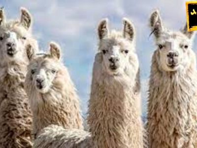 گشتی در حیات وحش آمریکای جنوبی در شبکه تهران