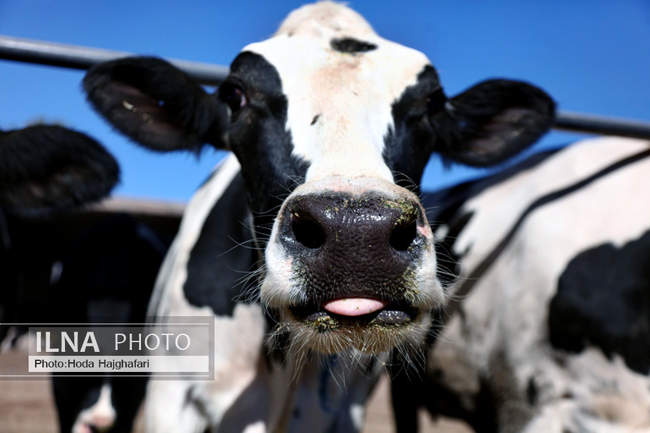 تولید در مسیر پیشرفت مناطق محروم
