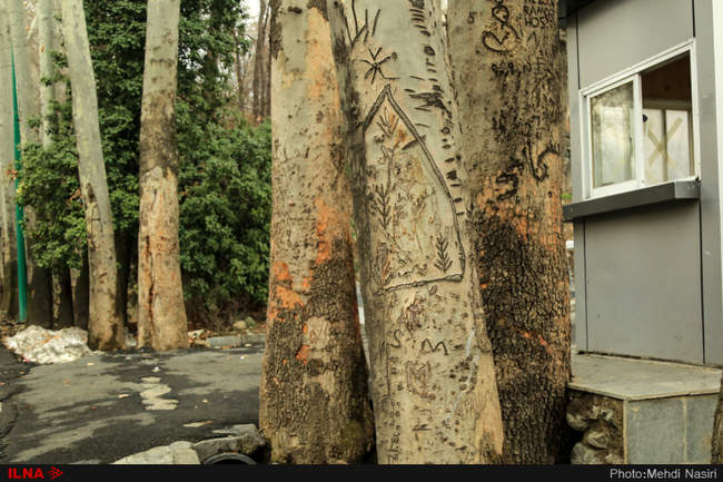 درختان زخم خورده کاخ سعدآباد