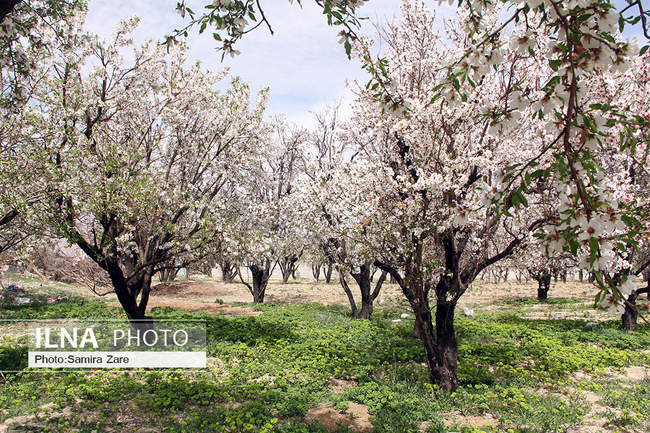 شکوفه های بهاری مهارلو