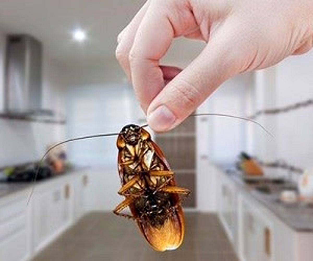 12 روش برای جلوگیری از ورود حشرات به خانه