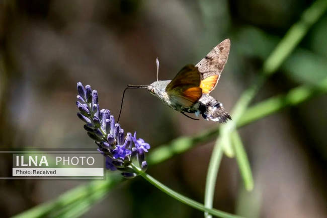 هفته‌ای در دنیای حیات‌وحش