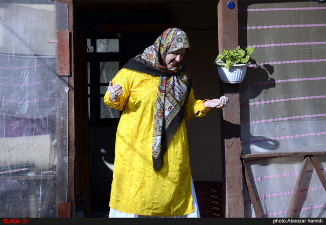 سمنو پزان در روستای اسطلخ جان رودبار- گیلان