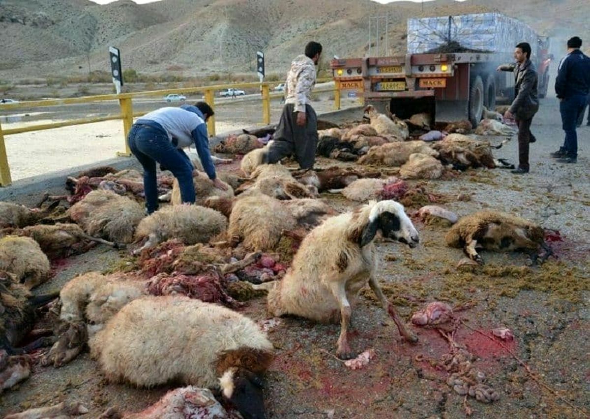 برخورد کامیون با گله گوسفندان در سرخس حادثه آفرید
