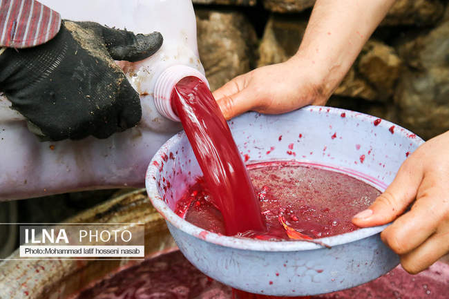 برداشت دانه‌های سرخ انار در اورامان