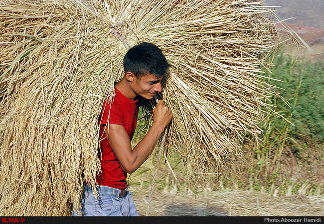 آخرین برداشت خوشه های طلایی برنج در "روستای پارودبار"رودبار گیلان