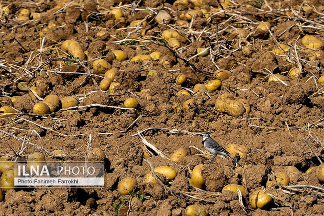 اشتغالزایی در مزارع کشاورزی سیب زمینی فیروزکوه